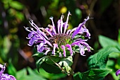 Blüte der Goldmelisse (Monarda Didyma)