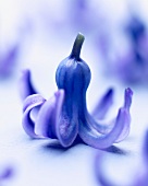 A blue hyacinth flower (Hyacinthus Skyline)
