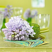 Hyacinth flowers (Hyacinthus Bradford) as table decoration