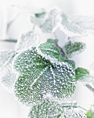 Frost on ivy leaves