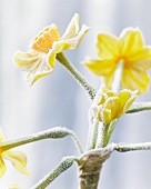 Hoarfrost on daffodils