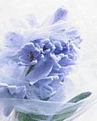 Hoarfrost on blue hyacinths