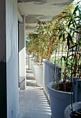 Wohnhaus mit durchgehendem Aussengang und Bambuspflanzen im weissen Topf