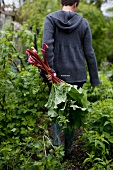 A woman picking rhubarb in a garden