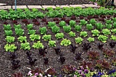 Lettuces growing in a garden