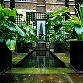 Water feature with plants in a modern courtyard garden