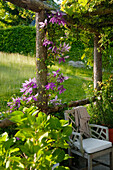 Pergola in the garden with flowering clematis and wooden chair