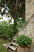 Steintreppe mit Topfpflanze am Eingang eines rustikalen Hauses