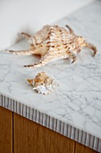 Schneckenhaus und Meeresmuschel auf Marmorplatte
