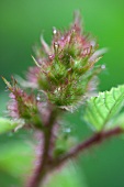 Brombeerpflanze (Close Up)