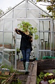 A woman with tomato plants in front of a greenhouse