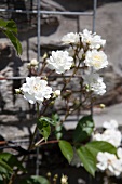 Weiß blühende Gartenrose vor verzinktem Rankgerüst