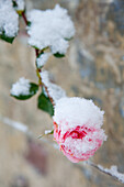 Rosa Rose (Rosa) mit Schneehaube vor Steinmauer im Winter