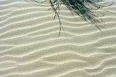 Sand dunes (close-up)