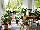 Bright room with various houseplants and a view of the garden