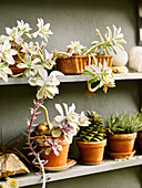 Flowering succulents on wall shelves in terracotta pots