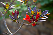 Rhododendron (Rhododendron) 'Gibraltar' mit aufblühenden roten Blüten