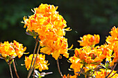 Azaleas in the sunlight