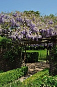 Flowering wisteria on pergola