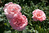 Pink blooming roses (Rosa) 'Queen Elisabeth' in the summer garden
