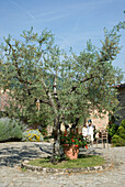 Old olive tree and terracotta flower pot in front of a country house