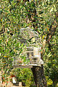 Vogelkäfig hängend an einem Olivenbaum im Garten