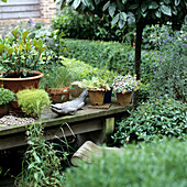 Varied plant arrangements on a garden bench surrounded by greenery