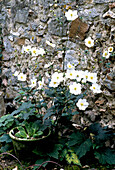 Herbst-Anemone (Anemone hupehensis) vor einer Steinmauer im Garten