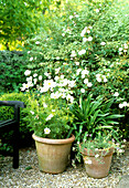 Terracotta pots with white cosmos and garden chair