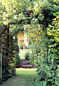 Climbing roses in bloom in the summer garden