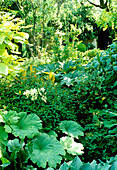 Light-flooded shade garden with a lush variety of foliage