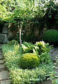 Planted inner courtyard with ferns, boxwood and a young tree