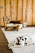 Dalmatian on light-coloured carpet in living room with wooden wall panelling and armchair with cowhide