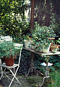 Garden table with potted plants in the shade