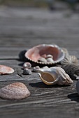 Various shells in sunshine on wooden table