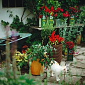 Verschiedene Pflanzen in Töpfen und eine Katze im Garten