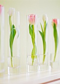 Tulips in cylindrical vases