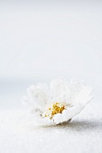 Candied daisy