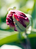 Closed, purple tulip
