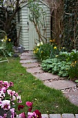 Flowering pansies by garden path