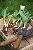 Tulips with bulbs and garden tools in wooden box
