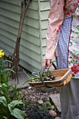 Woman carrying wooden trug with grape hyacinths