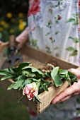 Frau hält eine Holzkiste mit Tulpen