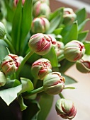 Bouquet of plump, round, closed tulip buds