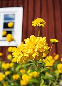Gelbblühende Blumen