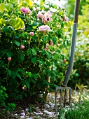 Blooming rosebush next to garden fork stuck in the soil