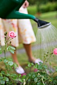 Lady watering roses with a watering can