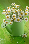 Chamomile flowers (Matricaria chamomilla) in watering can