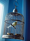 Bird in a bird cage