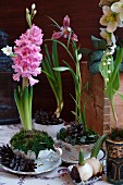 Hyazinthen und Orchideen als weihnachtliche Blumendeko